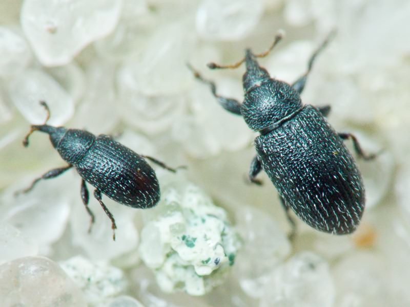 Gymnetron melanarium Germar, 1821